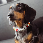 YOUR LUCKY ONE NECKLACE - PETS XS