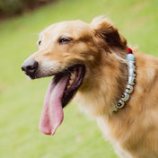 YOUR LUCKY ONE NECKLACE - PETS XL