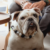 YOUR LUCKY ONE NECKLACE - PETS XL